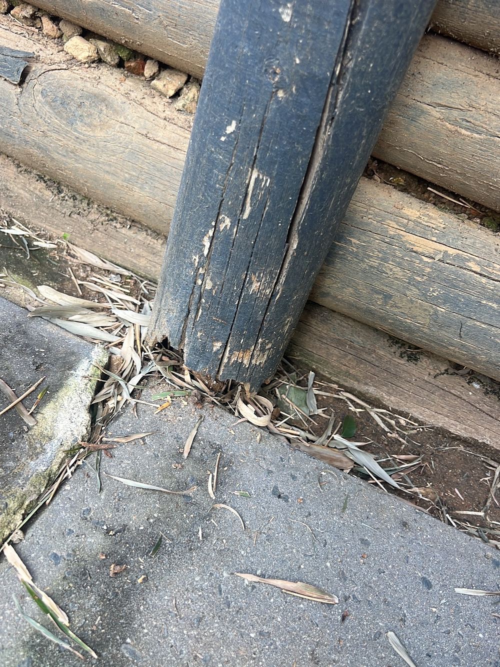 Old termite damage found, inactive at the time, found during a building and pest inspection in Stanhope Gardens