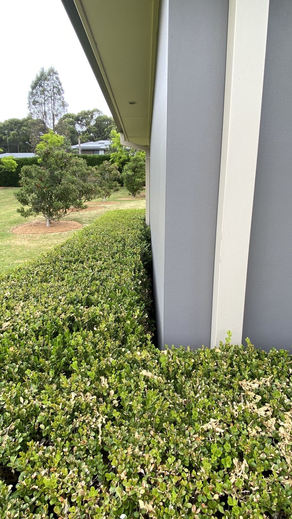 Plants growing against the cladding and holding moisture on the wall, found during a building and pest inspection in Dural
